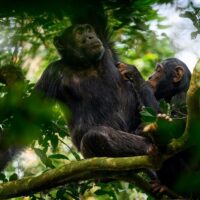 شامپانزه روی درخت