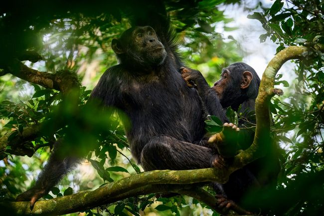 شامپانزه روی درخت