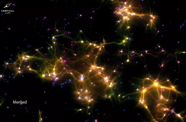 نورون ها در پردازنده DishBrain