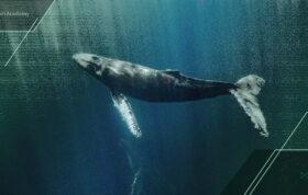 چرا نهنگ‌های این ارز دیجیتال ناپدید شده‌اند؟